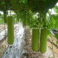 BTG01 Xiancun mid-maturity high yield bottle gourd seeds